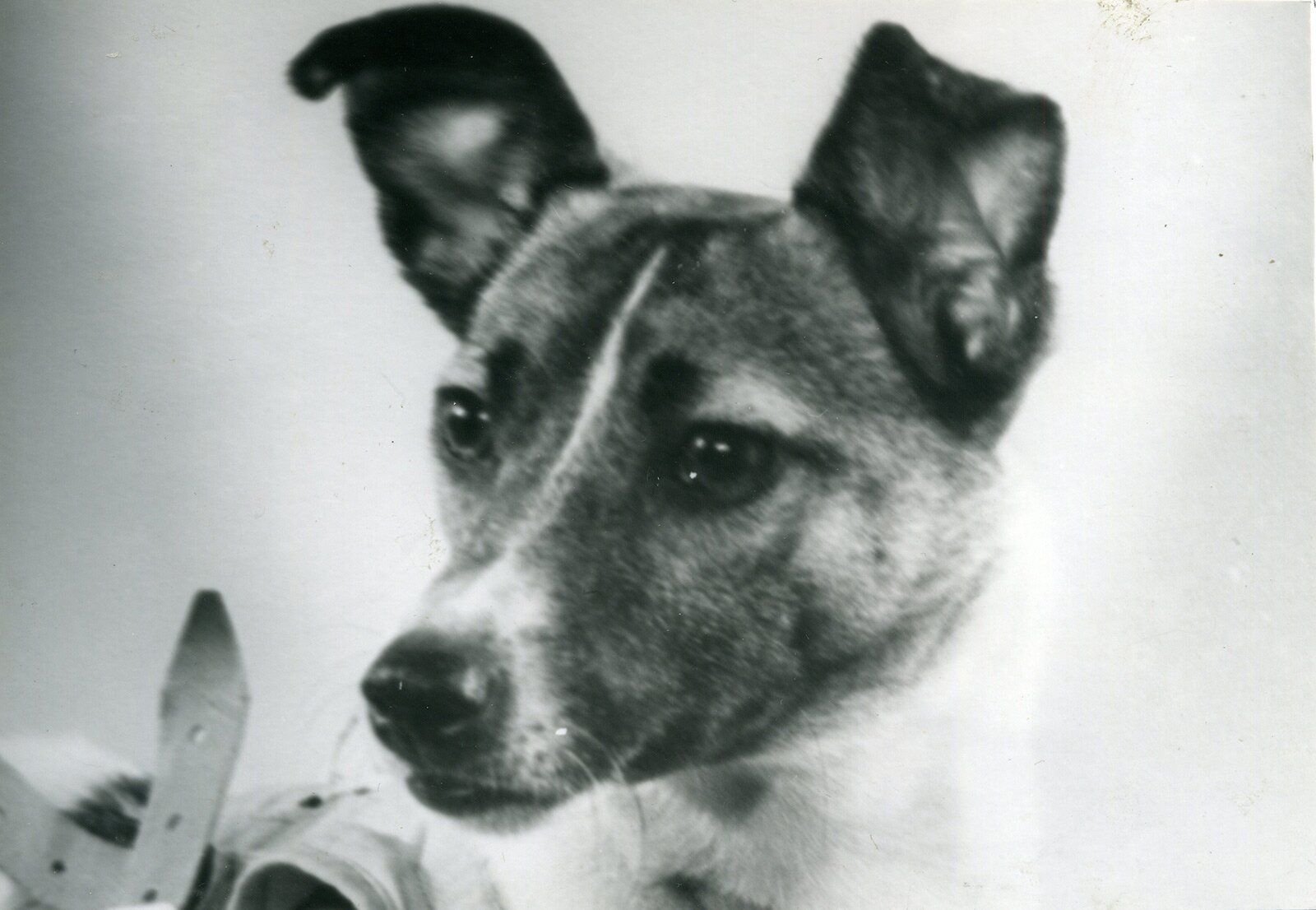 Laika